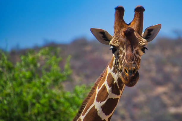 low budget 5 days selous safari from zanzibar 